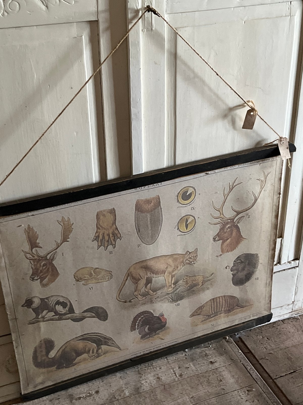 Vintage schoolplaat dieren - Natuur en Biologie, Ophalen of Verzenden, Natuur en Biologie