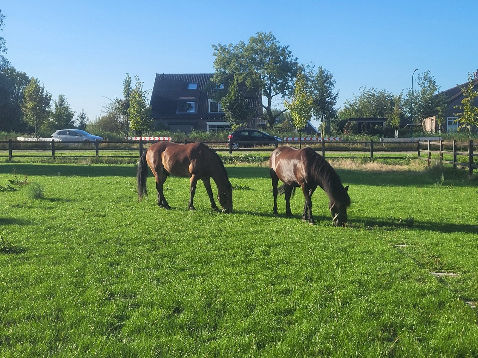 twee d pony's, Ruin, Met stamboom, 11 jaar of ouder, Recreatiepony