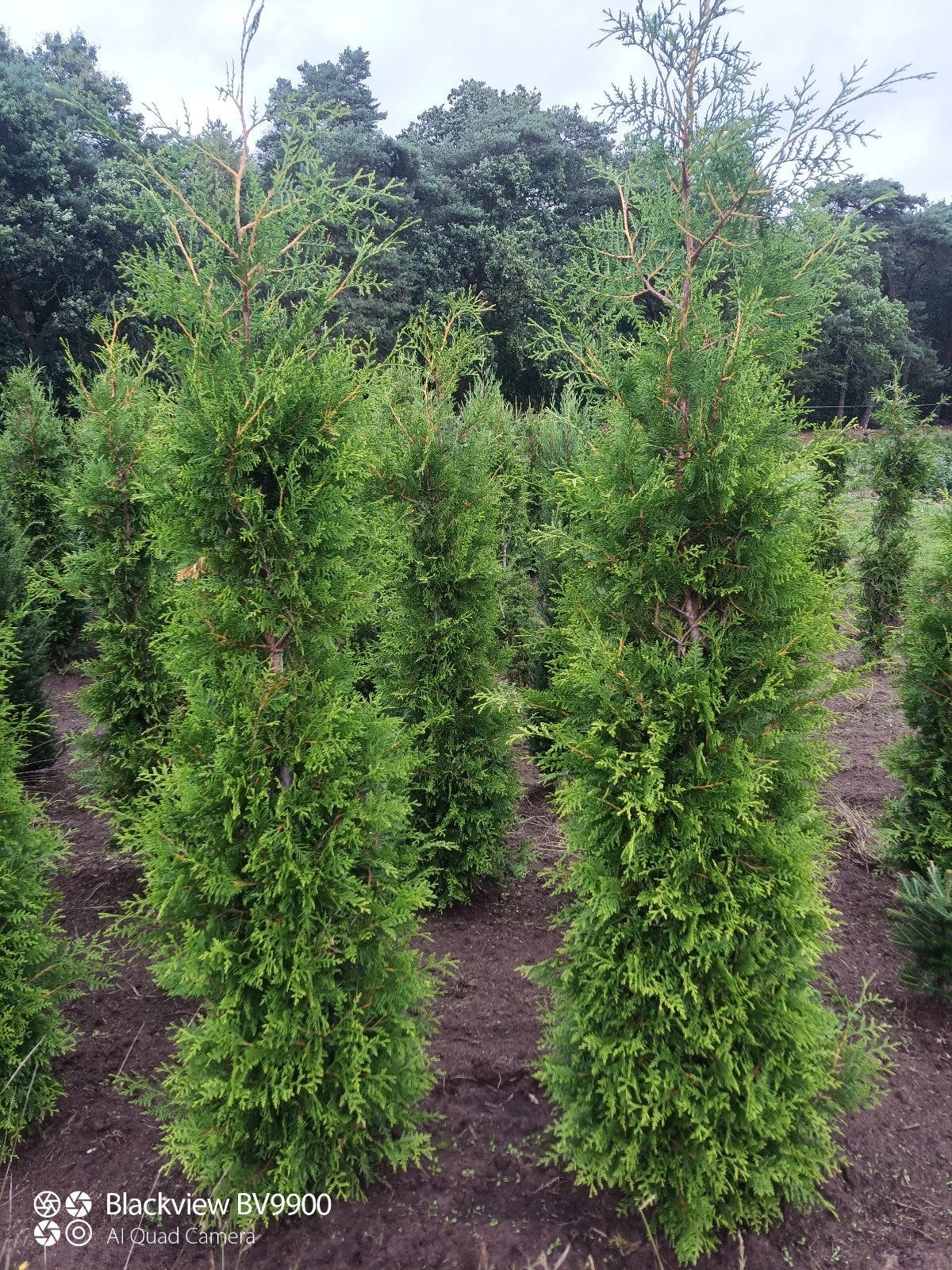 coniferen thuja Brabant 80 tot 300cm haag planten, Ophalen of Verzenden, Conifeer, Struik, 100 tot 250 cm