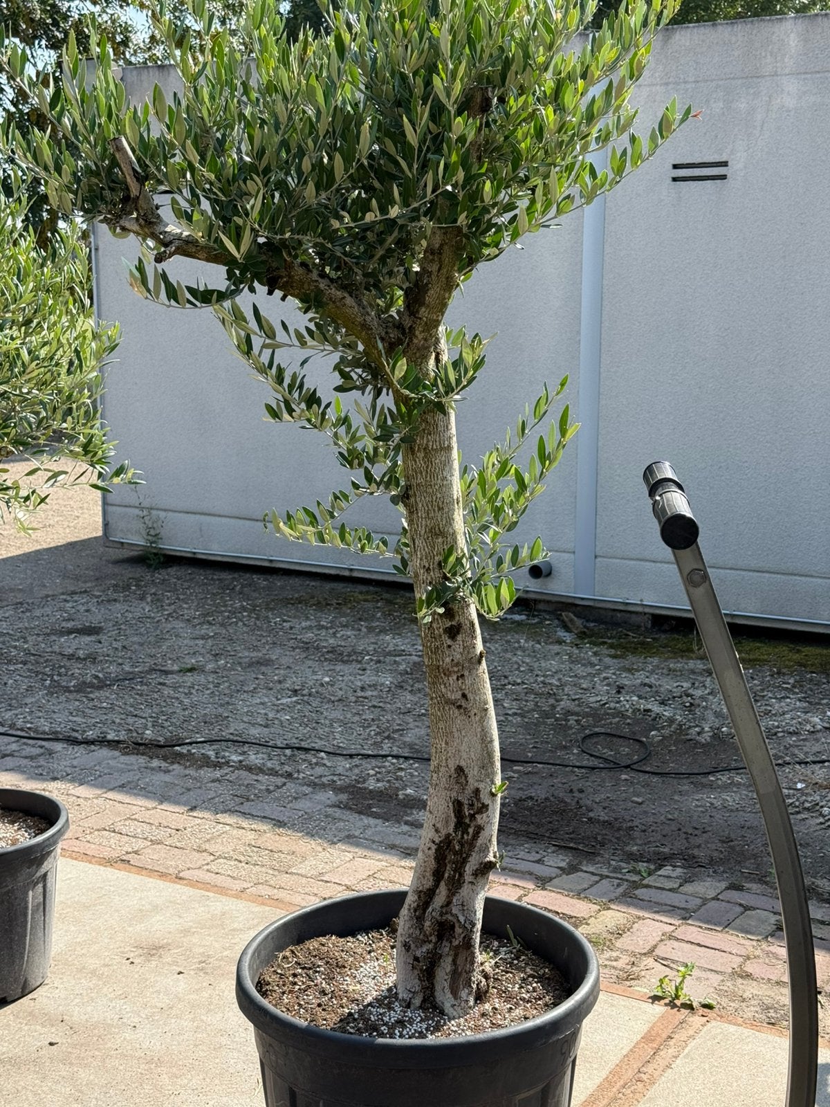 Olijfboom hoog 175 cm boven de pot mooi rustieke boom 150,-, Volle zon, Vaste plant, Zomer, Ophalen