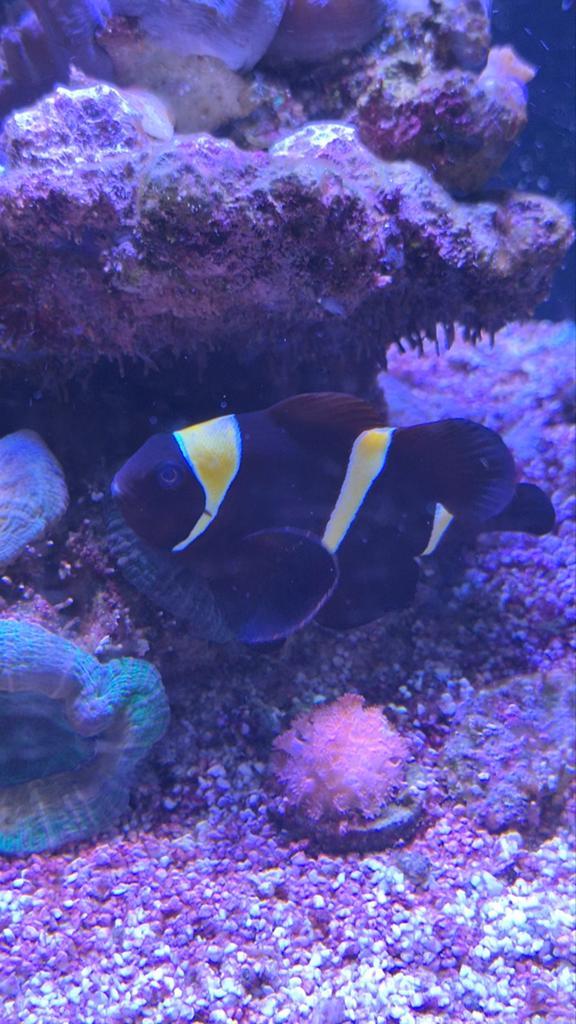 Goldstripe Maroon Clownvis (13 jaar!), Vis, Zoutwatervis