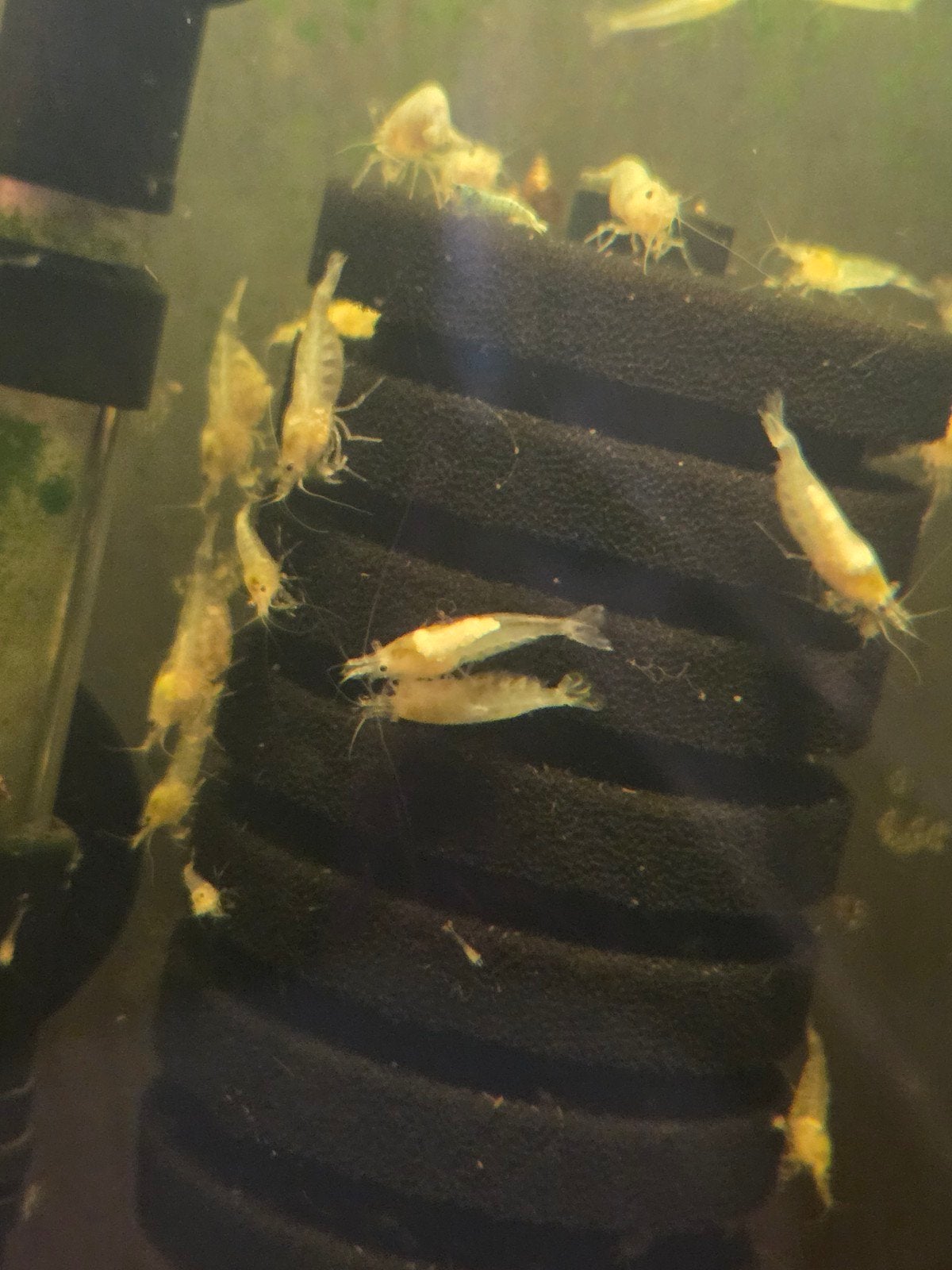 White pearl garnalen (wit)