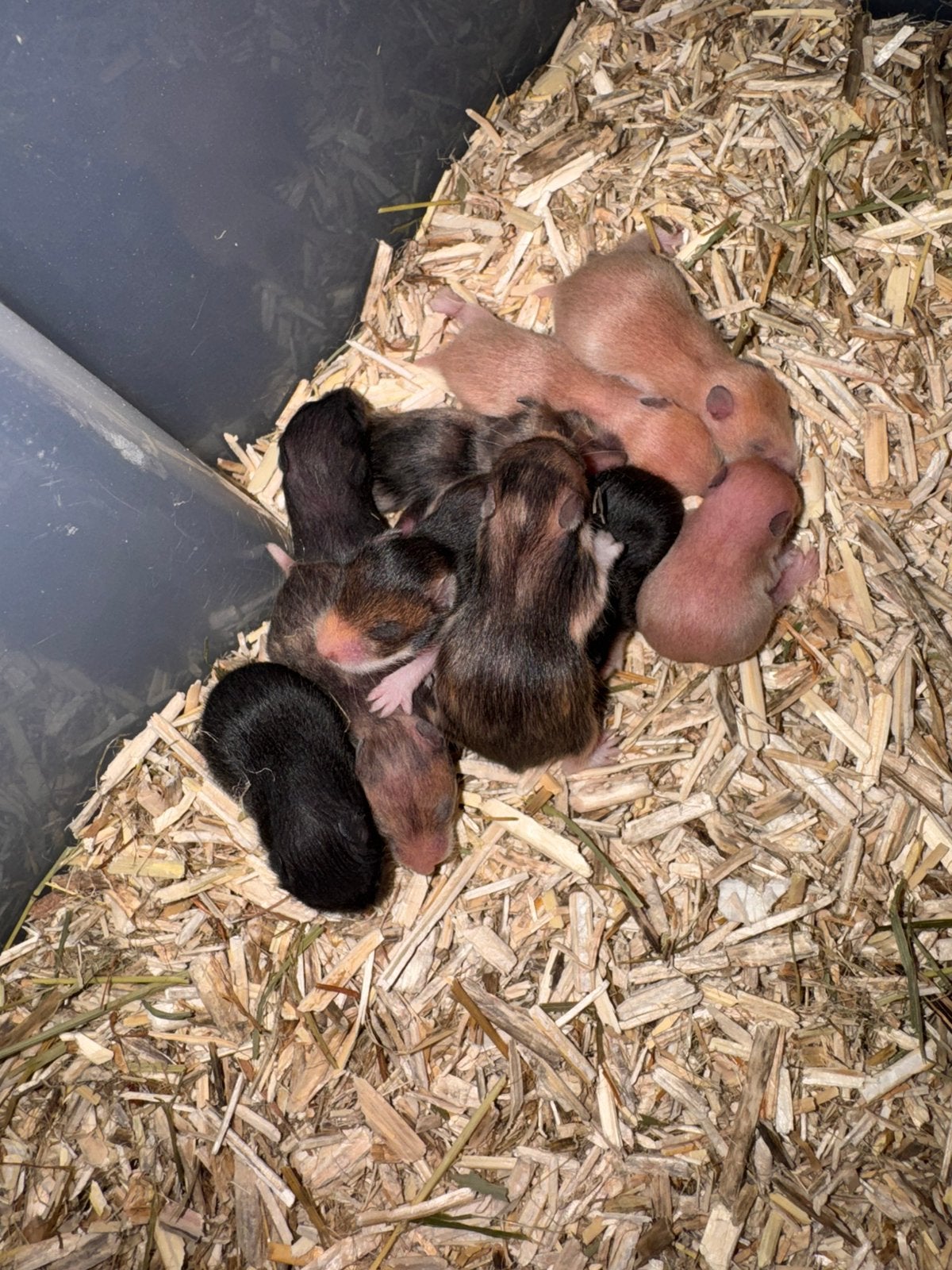 Syrische Hamsters geboren 4/10/2026, Dieren en Toebehoren, Hamster, Meerdere dieren, Tam, Oktober
