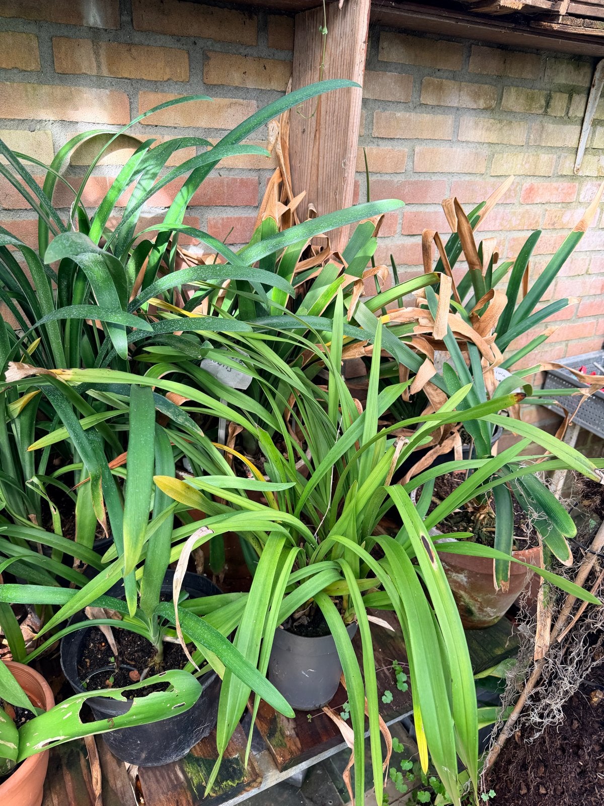 Clivia planten - diverse soorten en maten, Overige soorten, Vaste plant, Ophalen of Verzenden, Halfschaduw