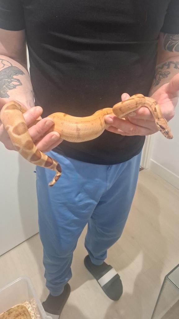 Slangen ,boas, Dieren en Toebehoren, Reptielen en Amfibieën