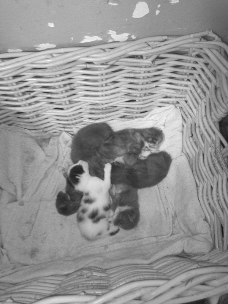 Kittens, Dieren en Toebehoren, Meerdere dieren