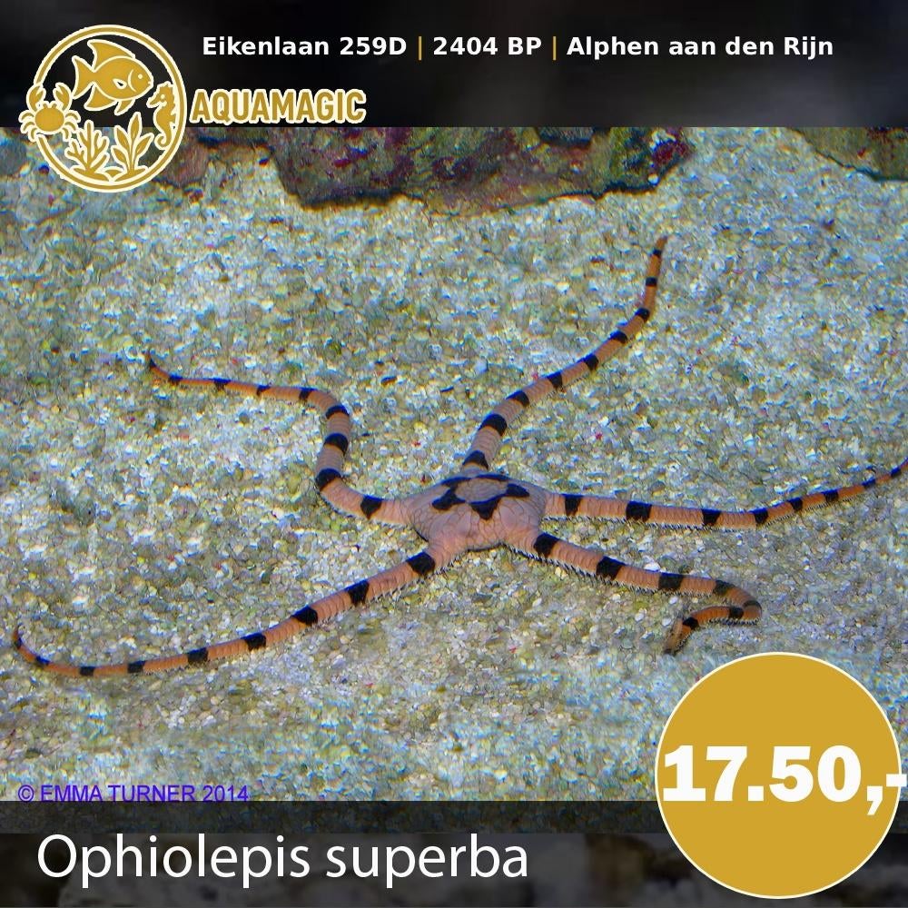 ophiolepis superbra, Kreeft, Krab of Garnaal, Zoutwatervis