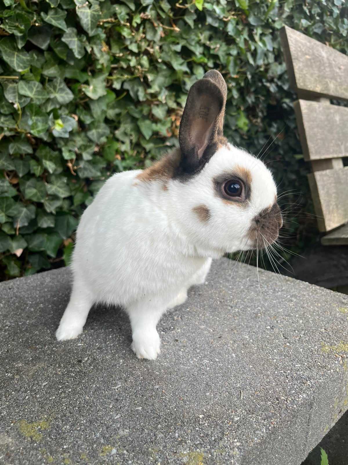 Dwerg konijnen, Meerdere dieren, Dwerg