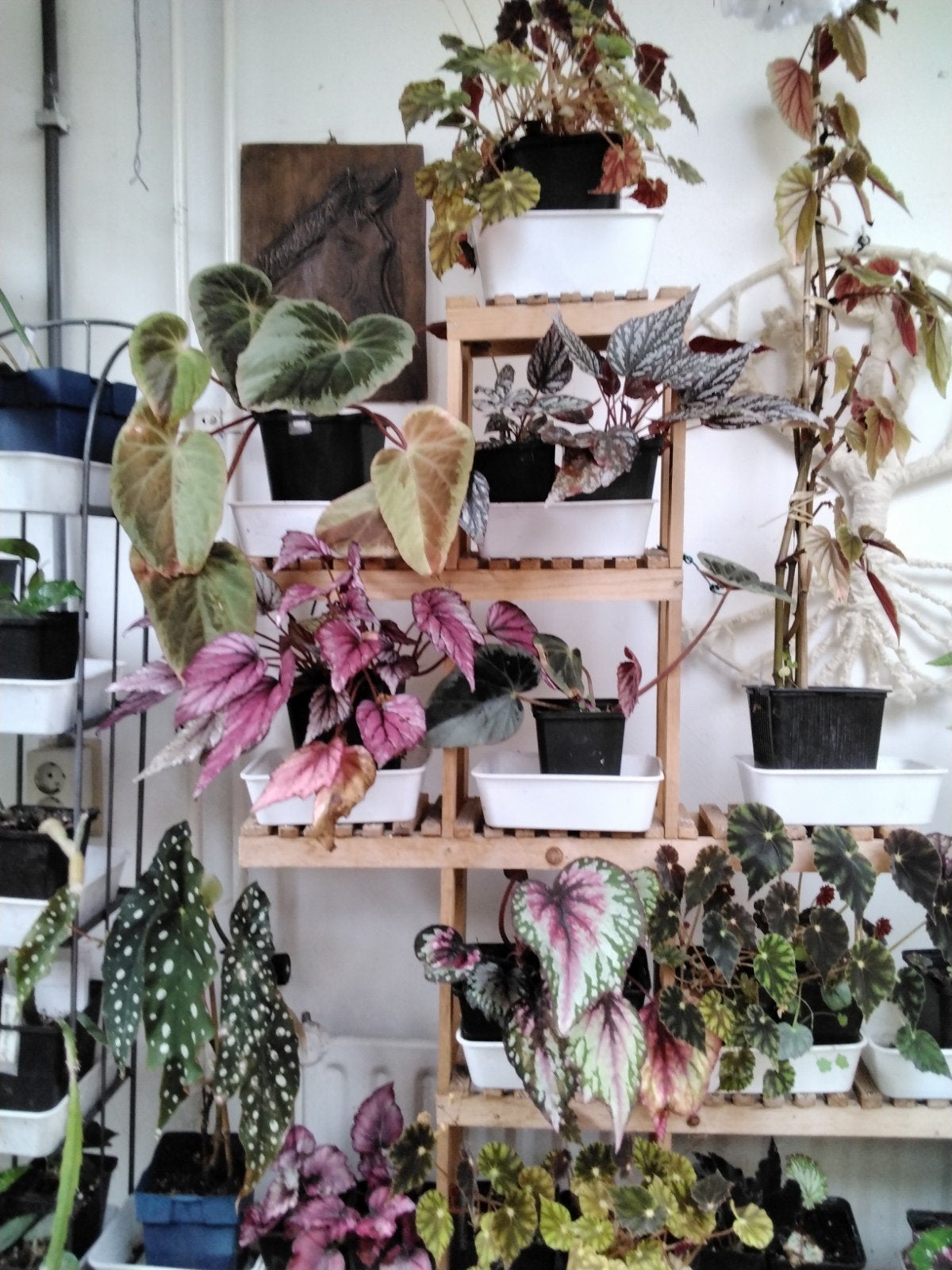 Diverse Begonia's - Prachtige collectie voor elke liefhebber, Ophalen of Verzenden