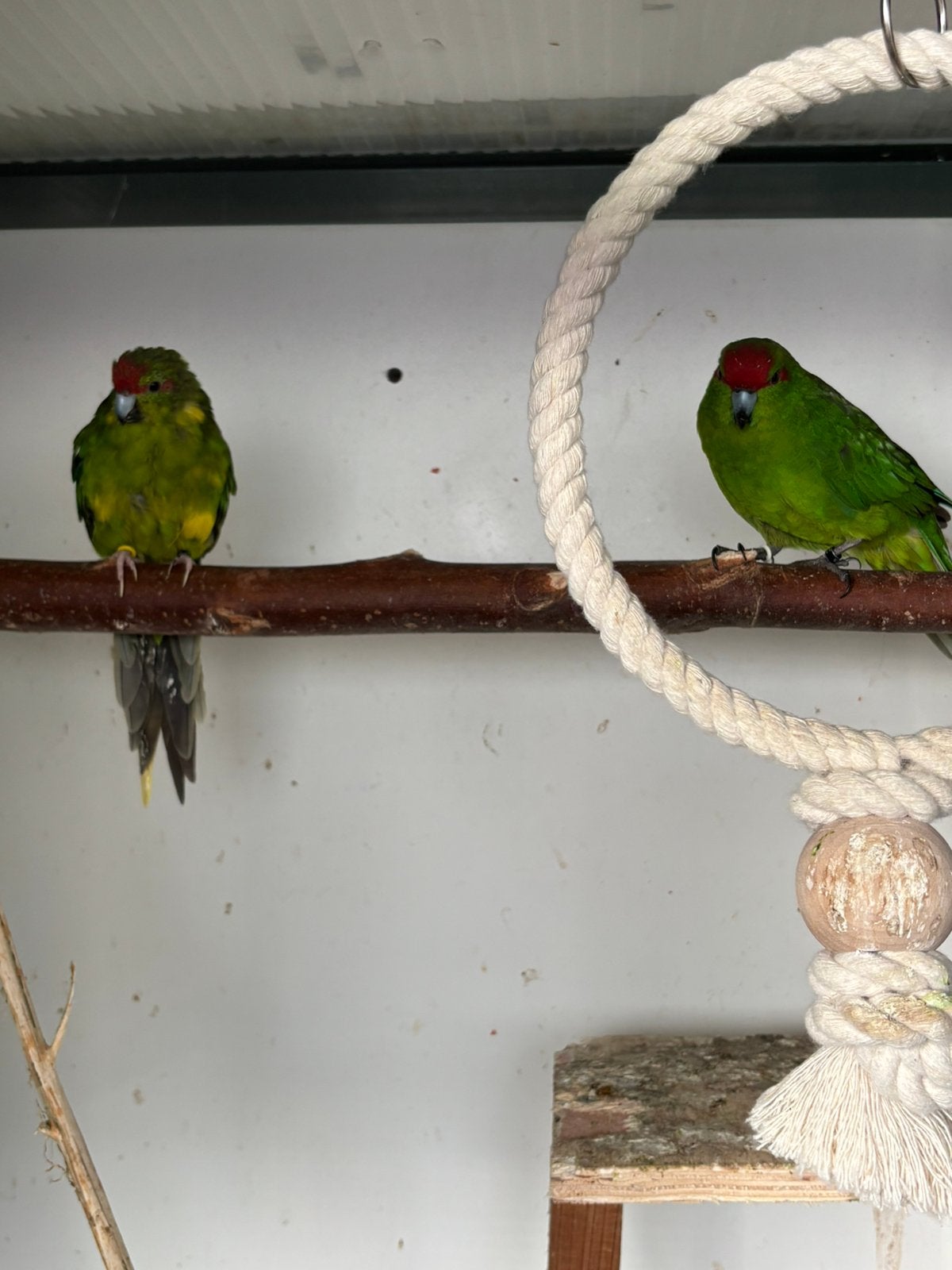 Koppel kakariki s, Meerdere dieren, Parkiet, Geringd
