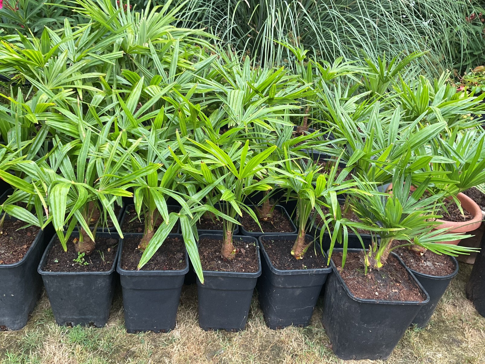 trachycarpus fortunei palmplanten, Ophalen, Overige soorten, Volle zon
