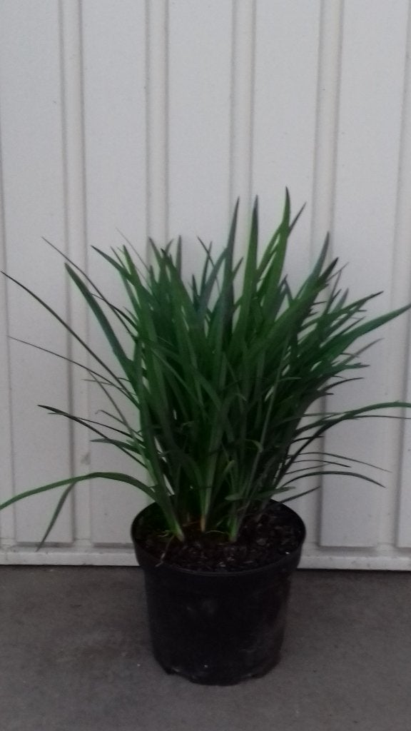 siergras liriope muscari big blue, leliegras, Vaste plant, Halfschaduw, Zomer, Ophalen