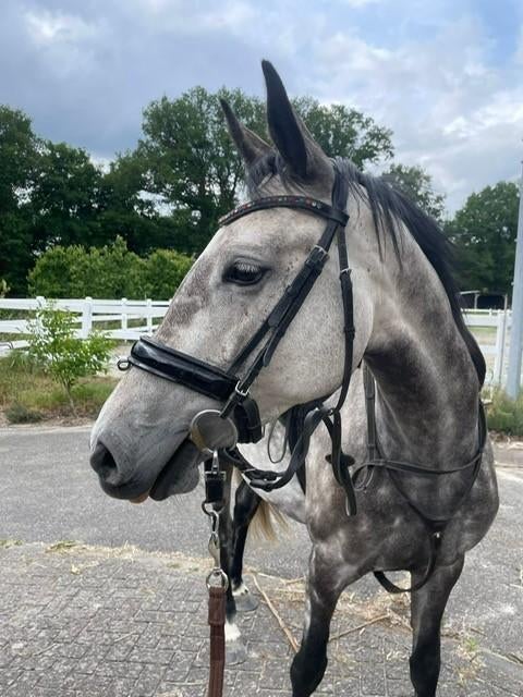 Fantastisch mooi springpaard, Dieren en Toebehoren, Paarden, Merrie, 160 tot 165 cm, 3 tot 6 jaar, Springpaard, Met stamboom, Gechipt