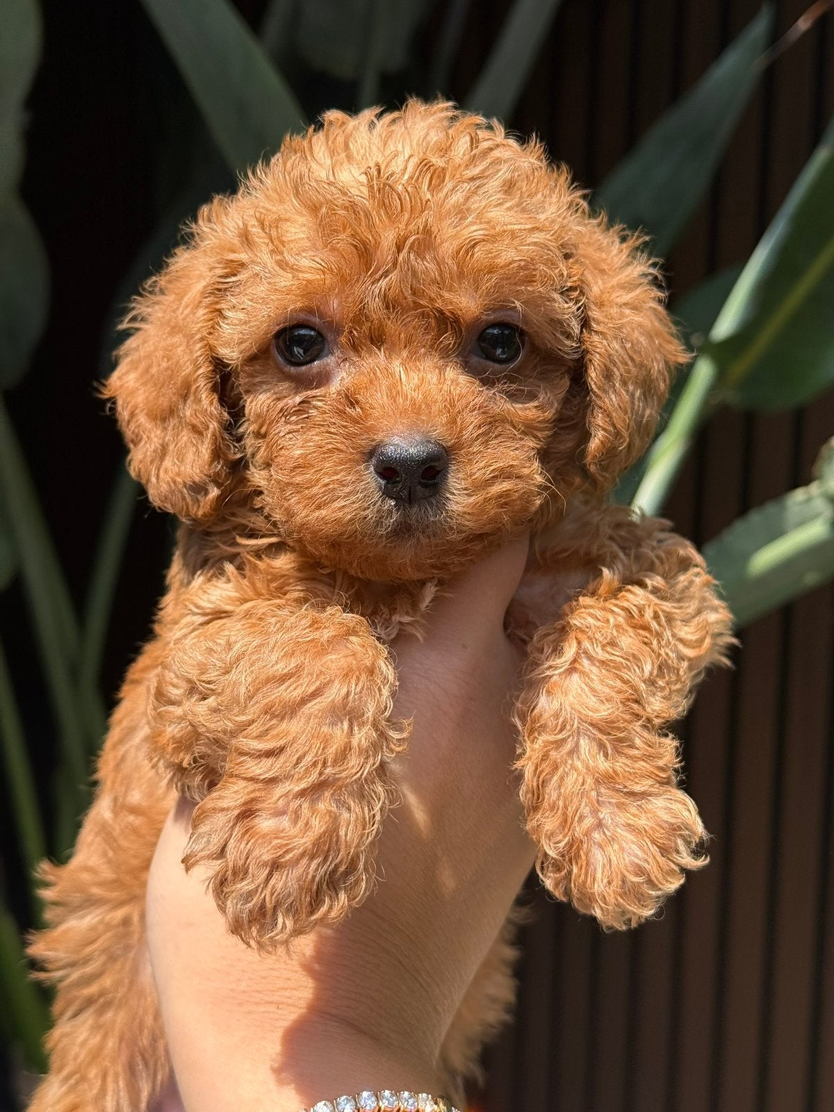 Prachtige mini labradoodle pups (mini doodle pups), Dieren en Toebehoren, Parvo, Overige rassen, 8 tot 15 weken, Meerdere