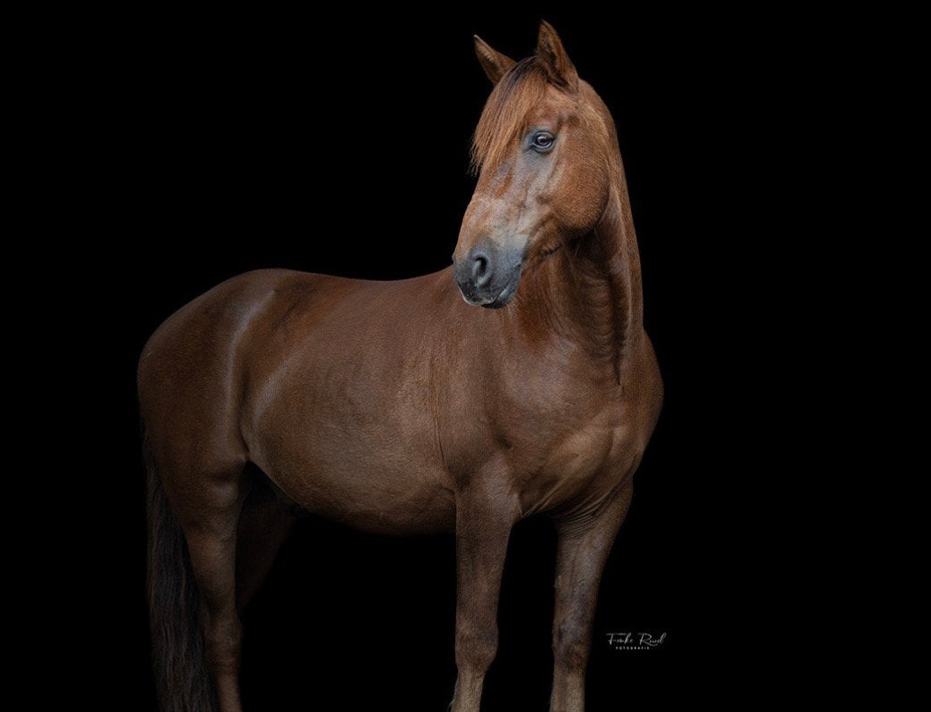 Stevige D pony!, Dieren en Toebehoren, Paarden, Ruin, B, Minder dan 160 cm, 3 tot 6 jaar, Westernpaard, Met stamboom, Gechipt