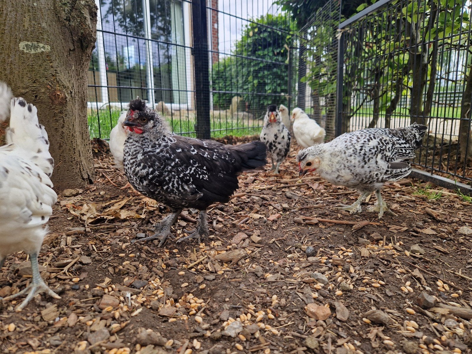 Appenzeller spitskuif kriel haantjes, Dieren en Toebehoren, Pluimvee, Mannelijk, Kip