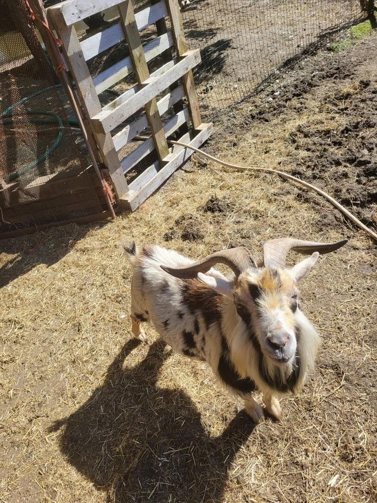 Mooie 3 kleurige bok, Dieren en Toebehoren, Schapen, Geiten en Varkens, Mannelijk, Geit