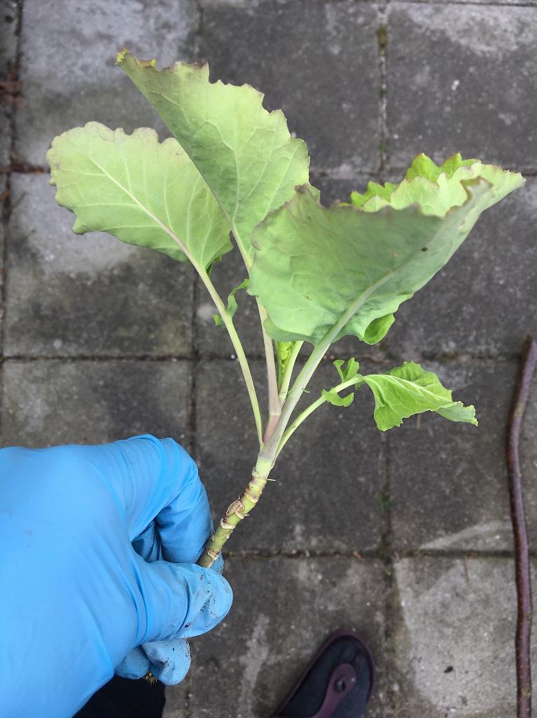 Stek van splijtkool/eeuwig moes (biologisch), Ophalen, Vaste plant, Groenteplanten, Halfschaduw