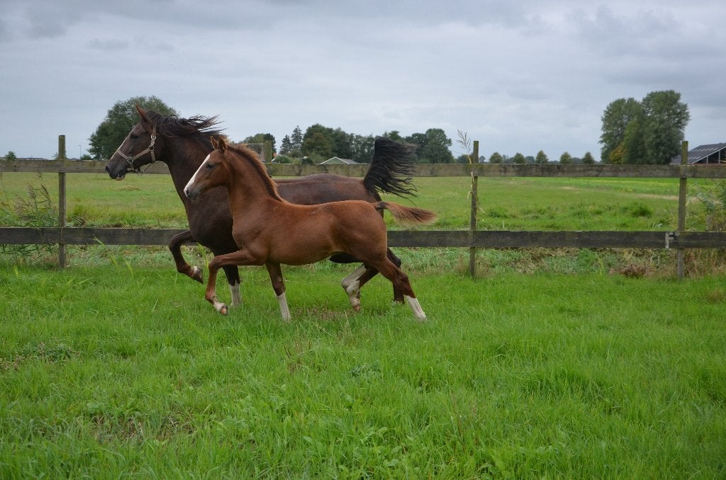 2 tuigpaard veulens, Minder dan 160 cm, Niet van toepassing, 0 tot 2 jaar, Met stamboom