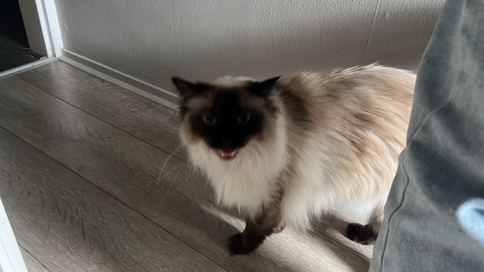 Ragdoll Poes, Dieren en Toebehoren, Katten en Kittens | Raskatten | Langhaar, Poes, Gechipt, 6 jaar of ouder