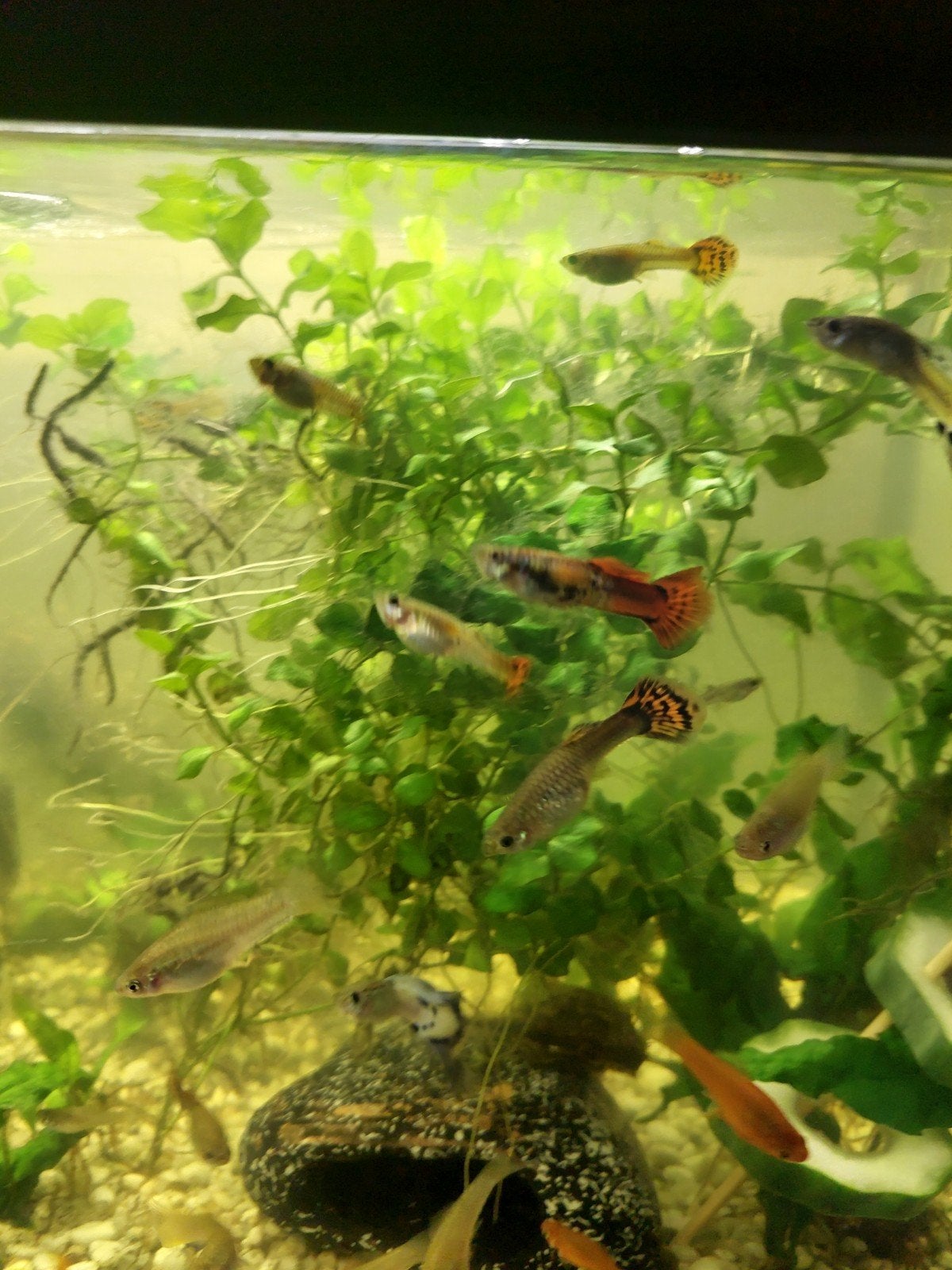 zwaarddragers en guppies, Vis, Zoetwatervis