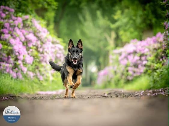 Verwacht: Duitse Herder x Australian Shepherd, Dieren en Toebehoren, Honden | Herdershonden en Veedrijvers, 8 tot 15 weken, Parvo