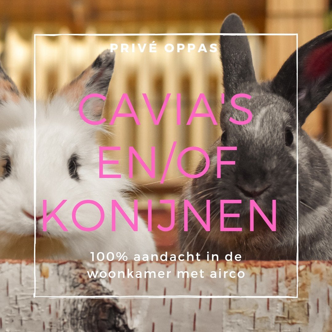 Privé konijnen en cavia oppas, Maart, Meerdere dieren, Cavia