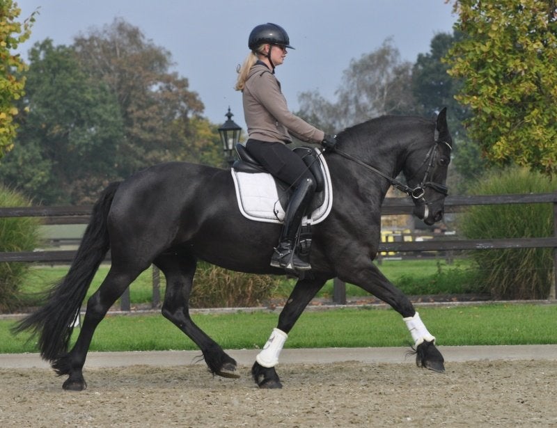4 jarige friese merrie V.Tiede, Minder dan 160 cm, Met stamboom, Dressuurpaard, 3 tot 6 jaar