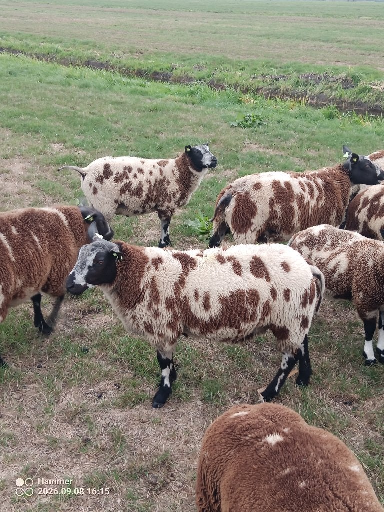 Bonte rammen stamboek en zwoegervrij., Dieren en Toebehoren, Mannelijk, Schaap, 0 tot 2 jaar