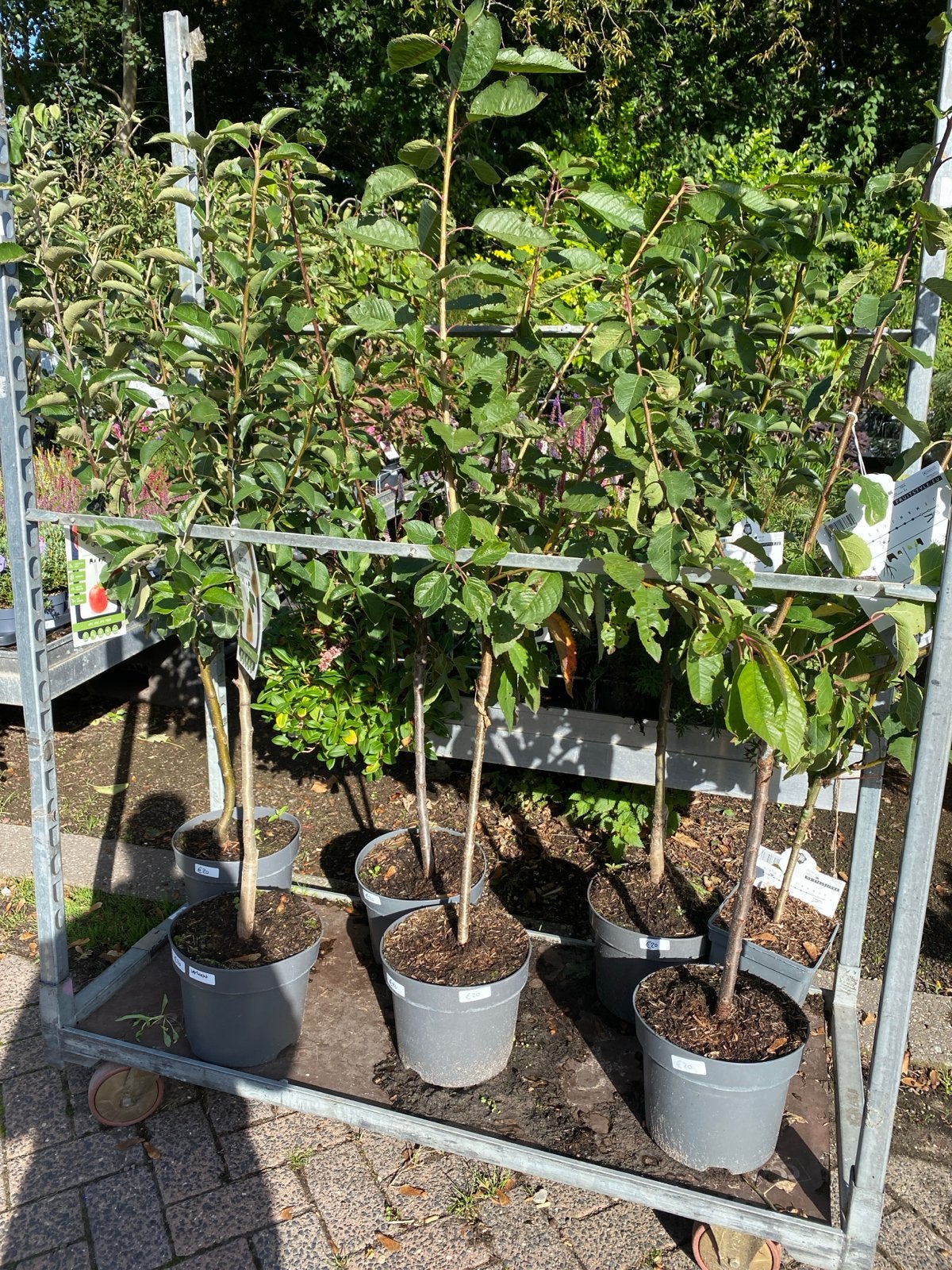 Diverse laagstam fruitbomen in pot, Ophalen, 100 tot 250 cm, In pot, Appelboom