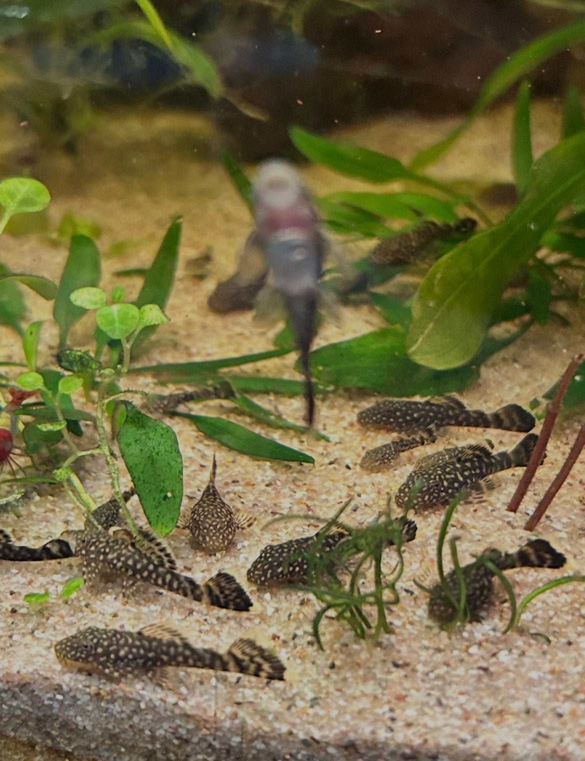 Goede opruimers. Jong pleco algeneters, Vis