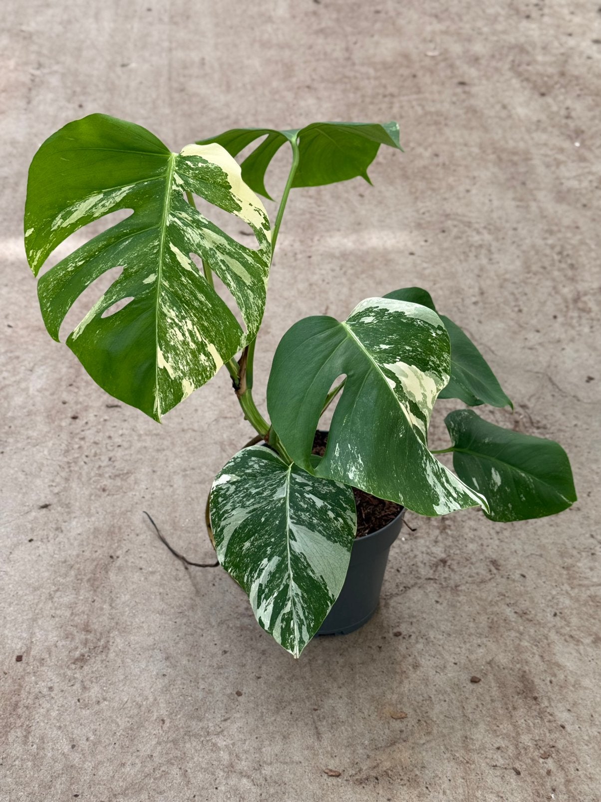 Monstera Albo Variegata, Ophalen of Verzenden, Halfschaduw, Minder dan 100 cm