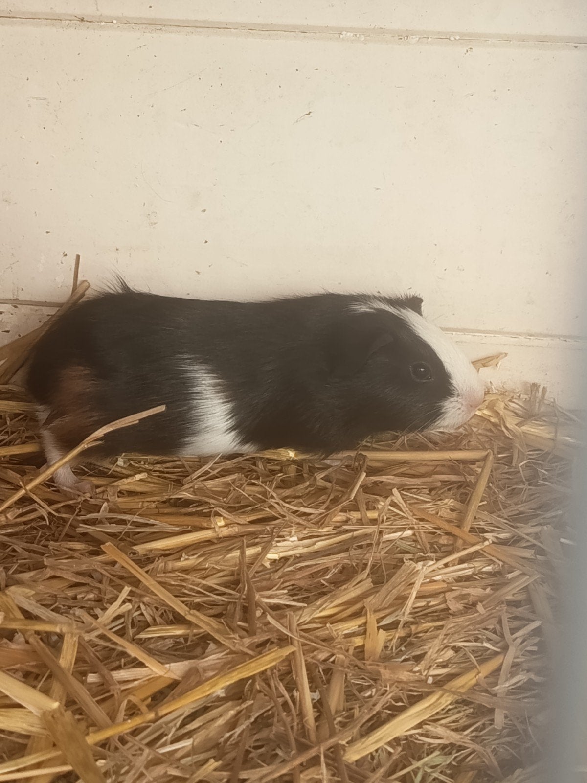 mooi cavia mannetje 4 weken oud, Dieren en Toebehoren, September, Mannelijk, Cavia