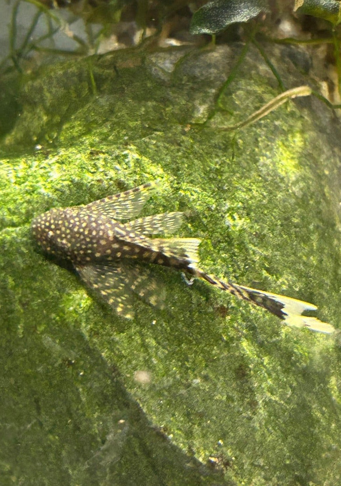 Laatste 2 ancistrus wildkleur longfin, Vis