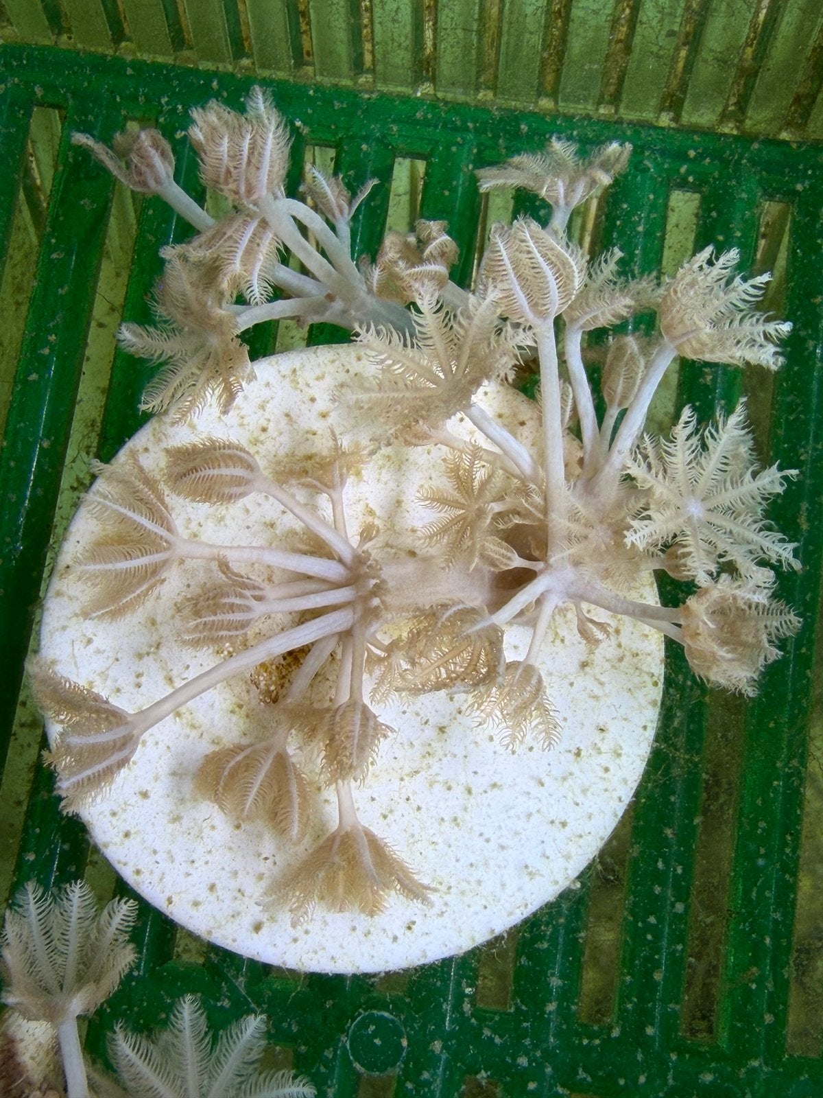 Koraal Xenia Umbelata (Pompende Xenia), Dieren en Toebehoren, Overige typen, Zoutwatervis