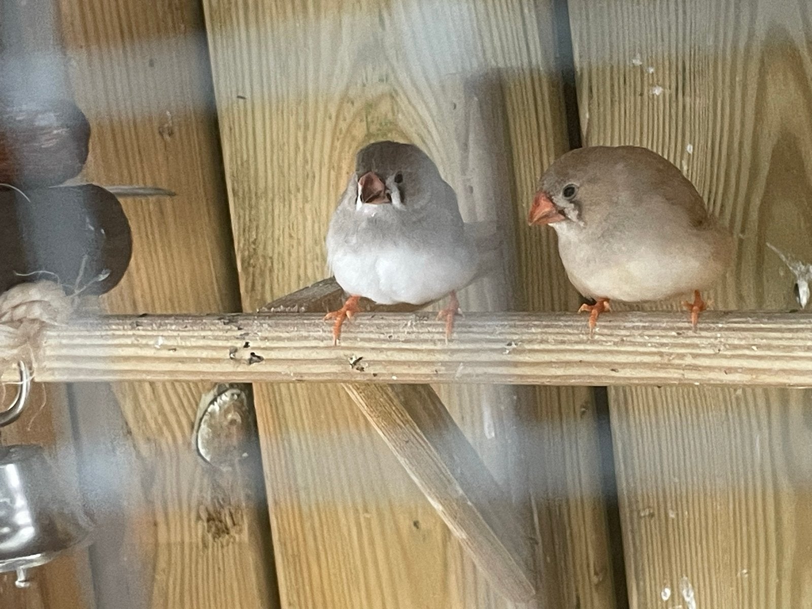Zebravink, jong, vrouw, Vrouwelijk