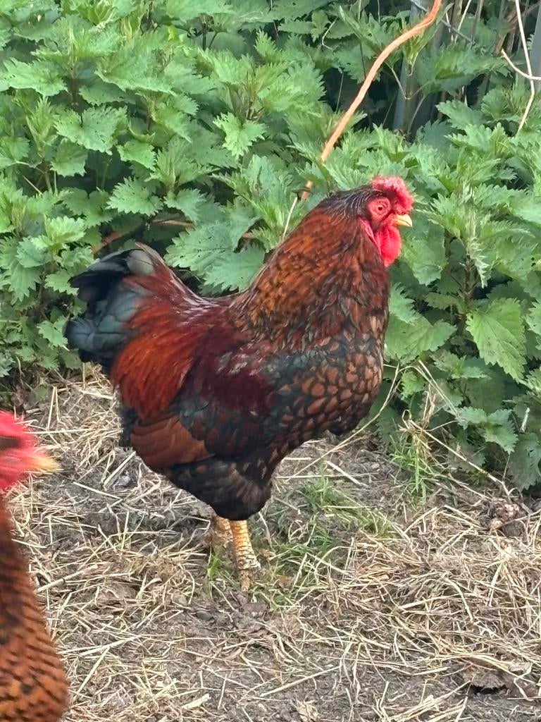 Wyandotte goud zwartgezoomde haan AANGEBODEN/GEVRAAGD/RUILEN, Mannelijk, Kip