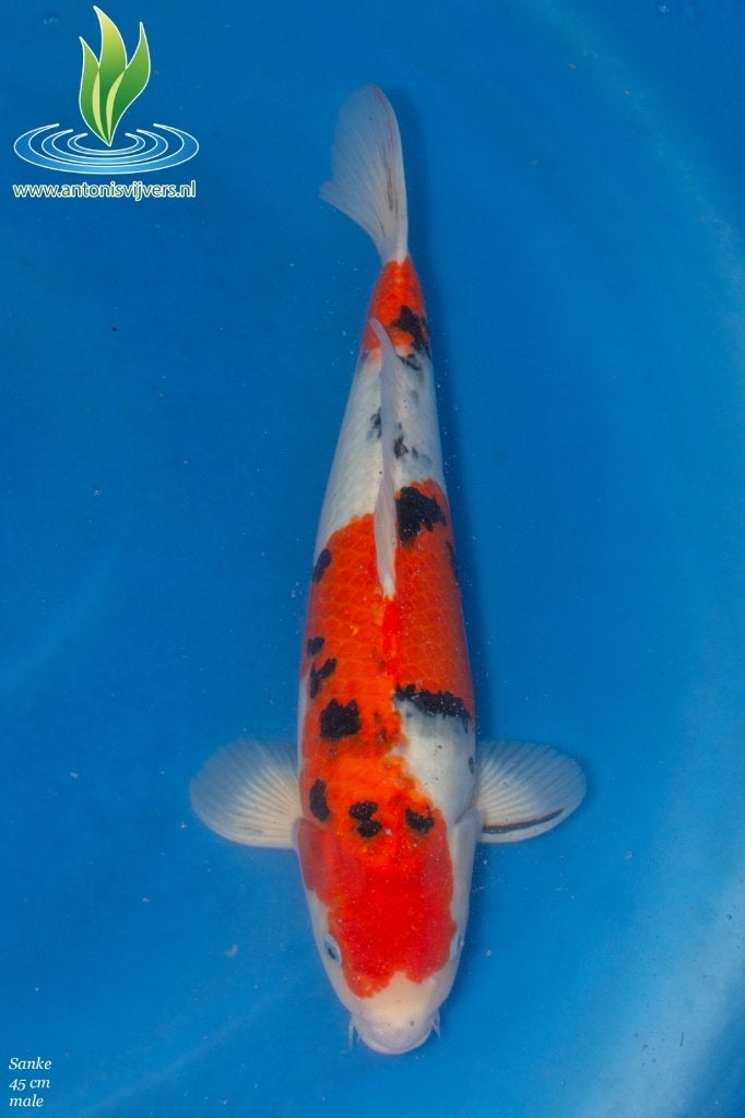 Sanke, Karper of Koi