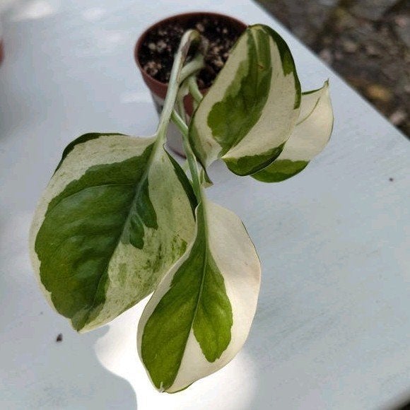 Pothos/ Epipremnum N'Joy, Ophalen, Halfschaduw, Minder dan 100 cm