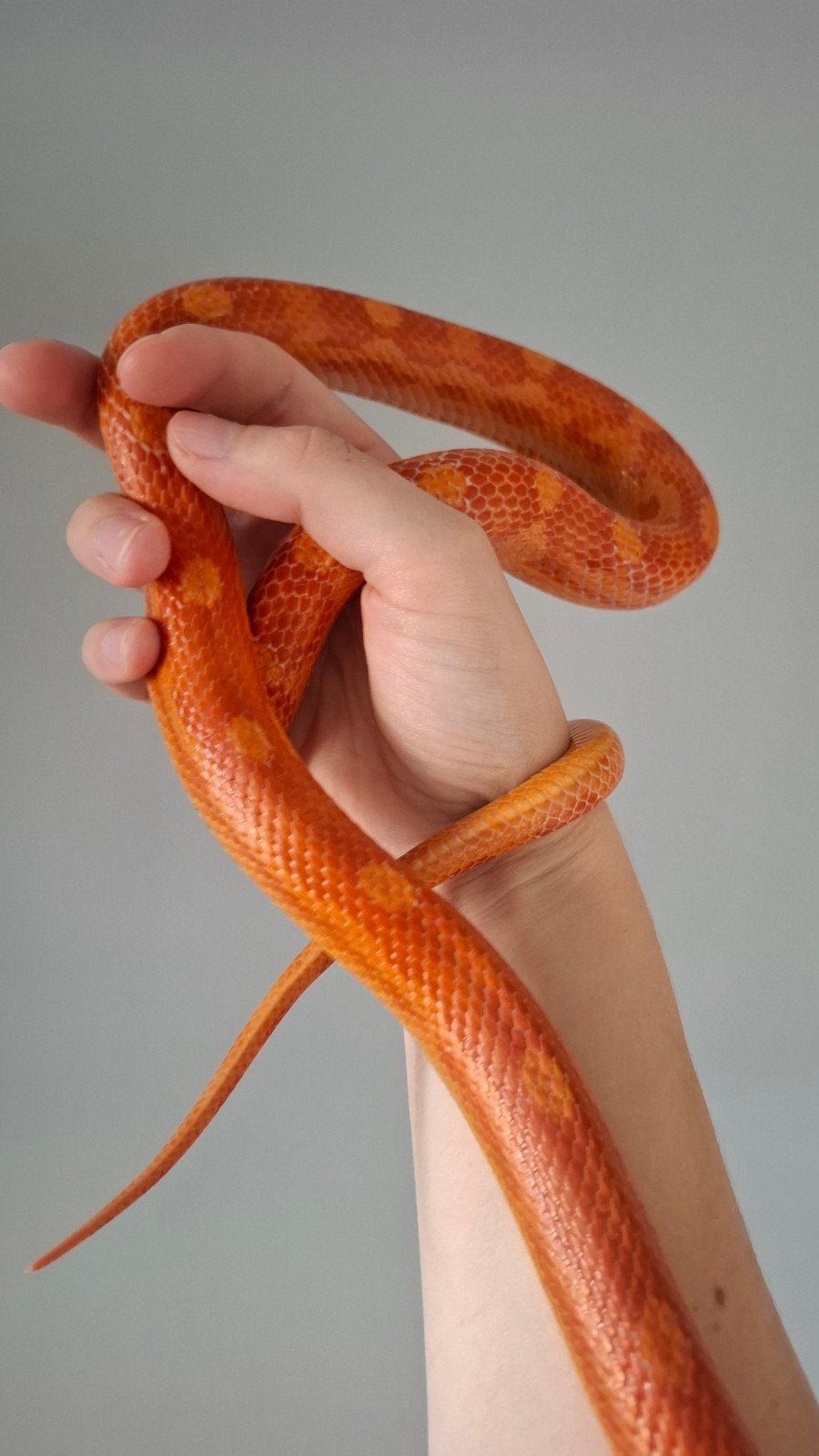 pantherophis guttatus/ rode rattenslangen Corn Snake photo 4