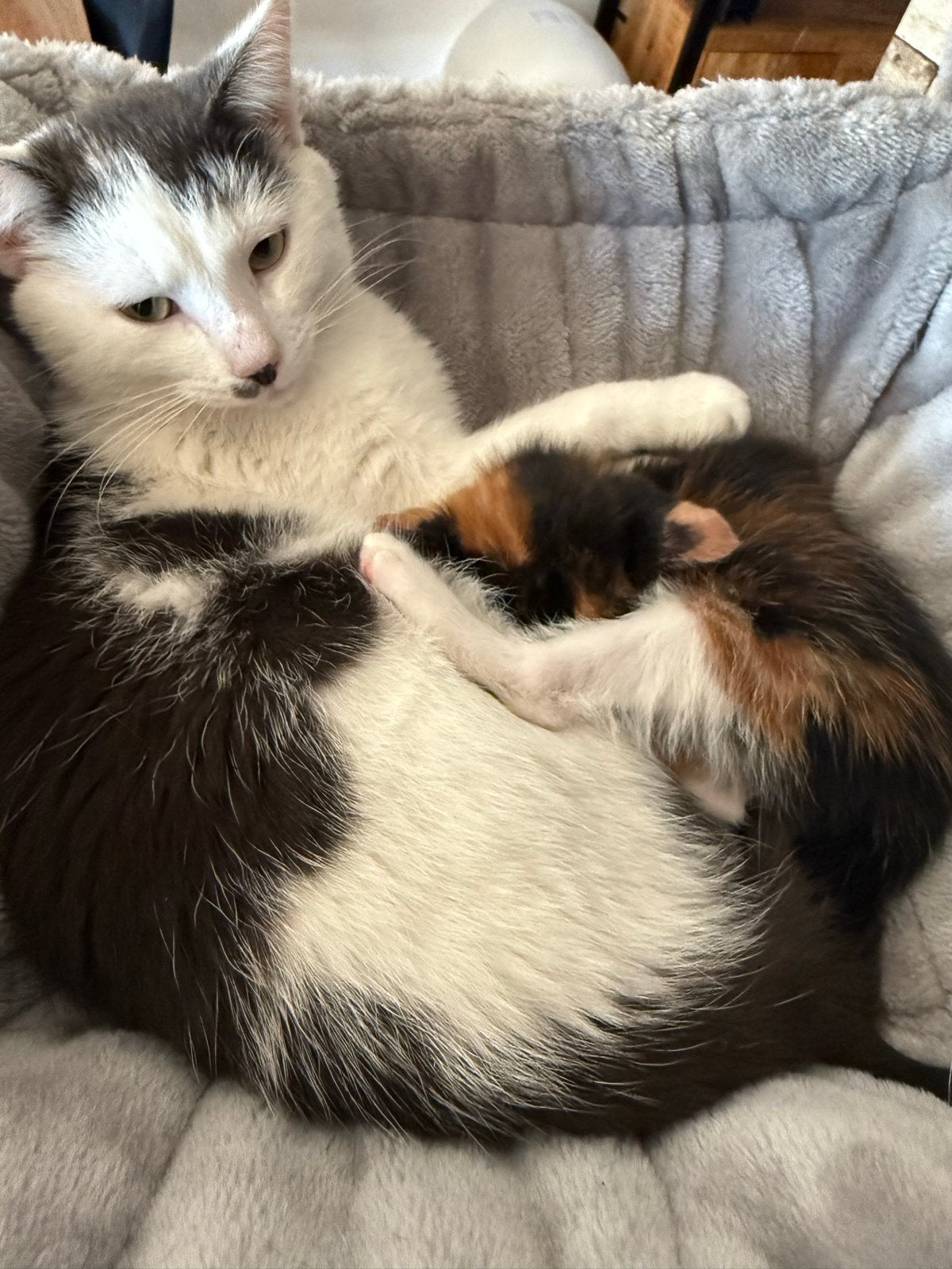Gecastreerde kater!, Kater, Kortharig, 3 tot 5 jaar