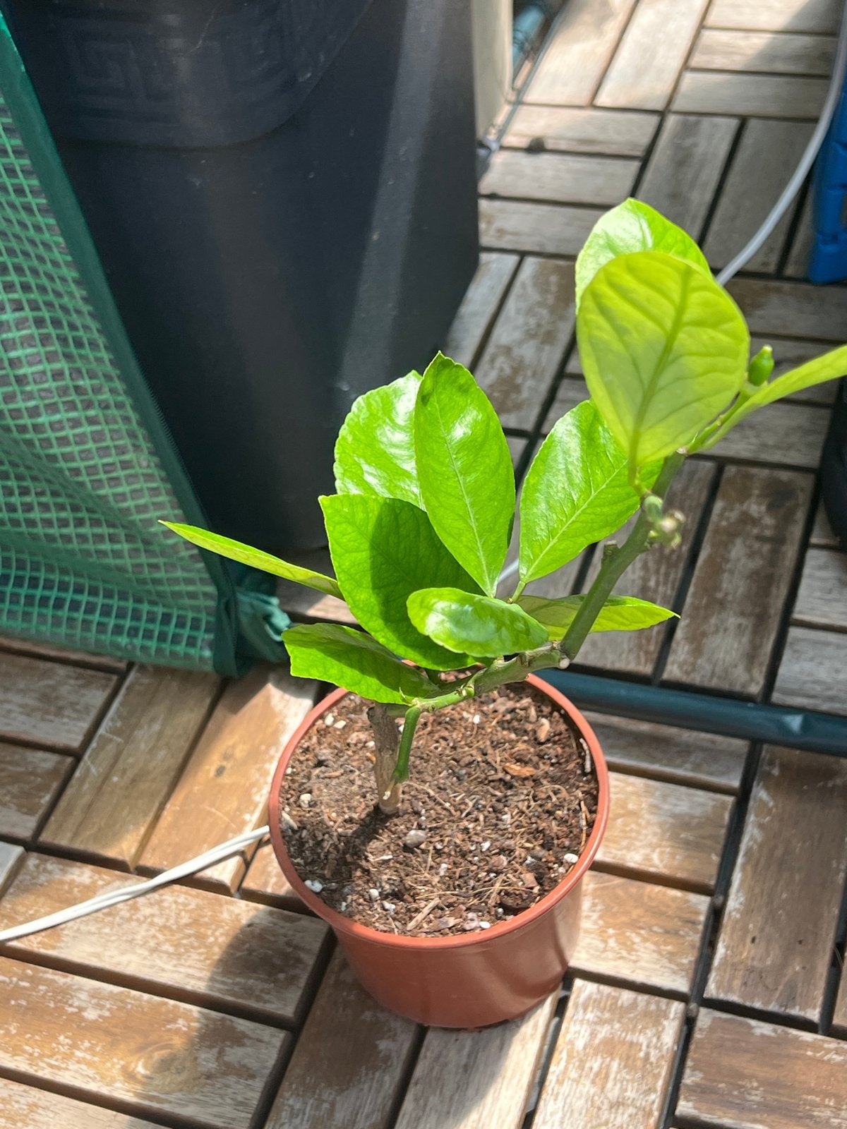 Jonge Citroenboom - Citrus Limon Plant, Tuin en Terras, Planten | Tuinplanten, Volle zon, Vaste plant, Ophalen of Verzenden, Fruitplanten
