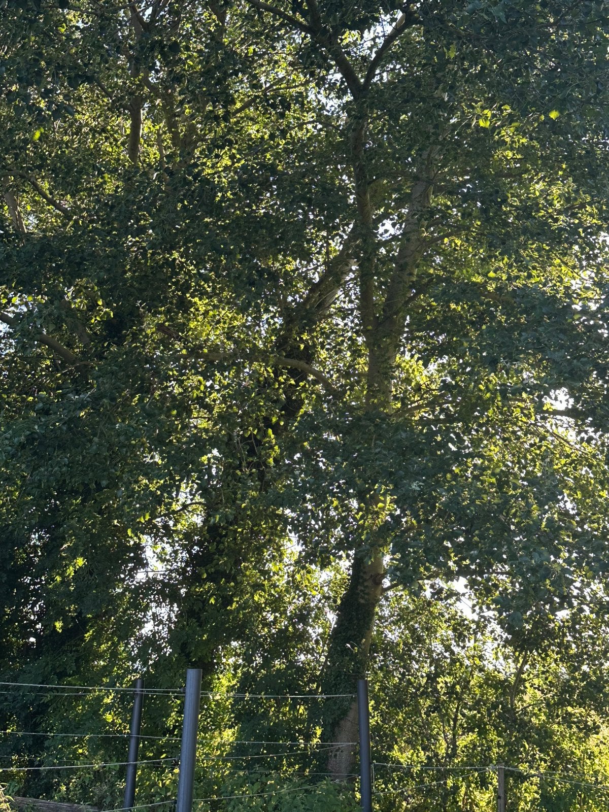 Gratis haardhout?, Ophalen of Verzenden, Bloeit niet, Volle zon, Overige soorten