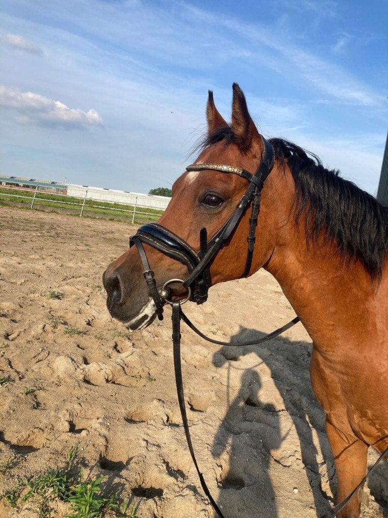 Super lieve D pony, Dieren en Toebehoren, Pony's, Merrie, 11 jaar of ouder, Recreatiepony, D pony (1.37m tot 1.48m)