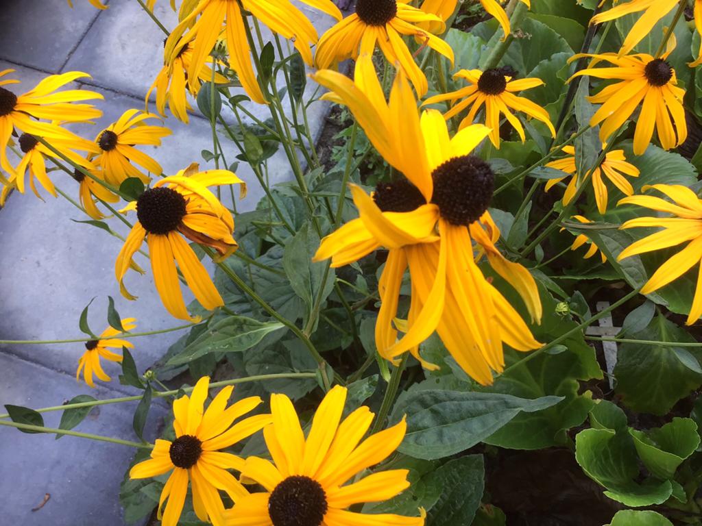 Vaste planten per stuk €0.75, Tuin en Terras, Planten | Tuinplanten, Vaste plant, Halfschaduw, Zomer, Ophalen
