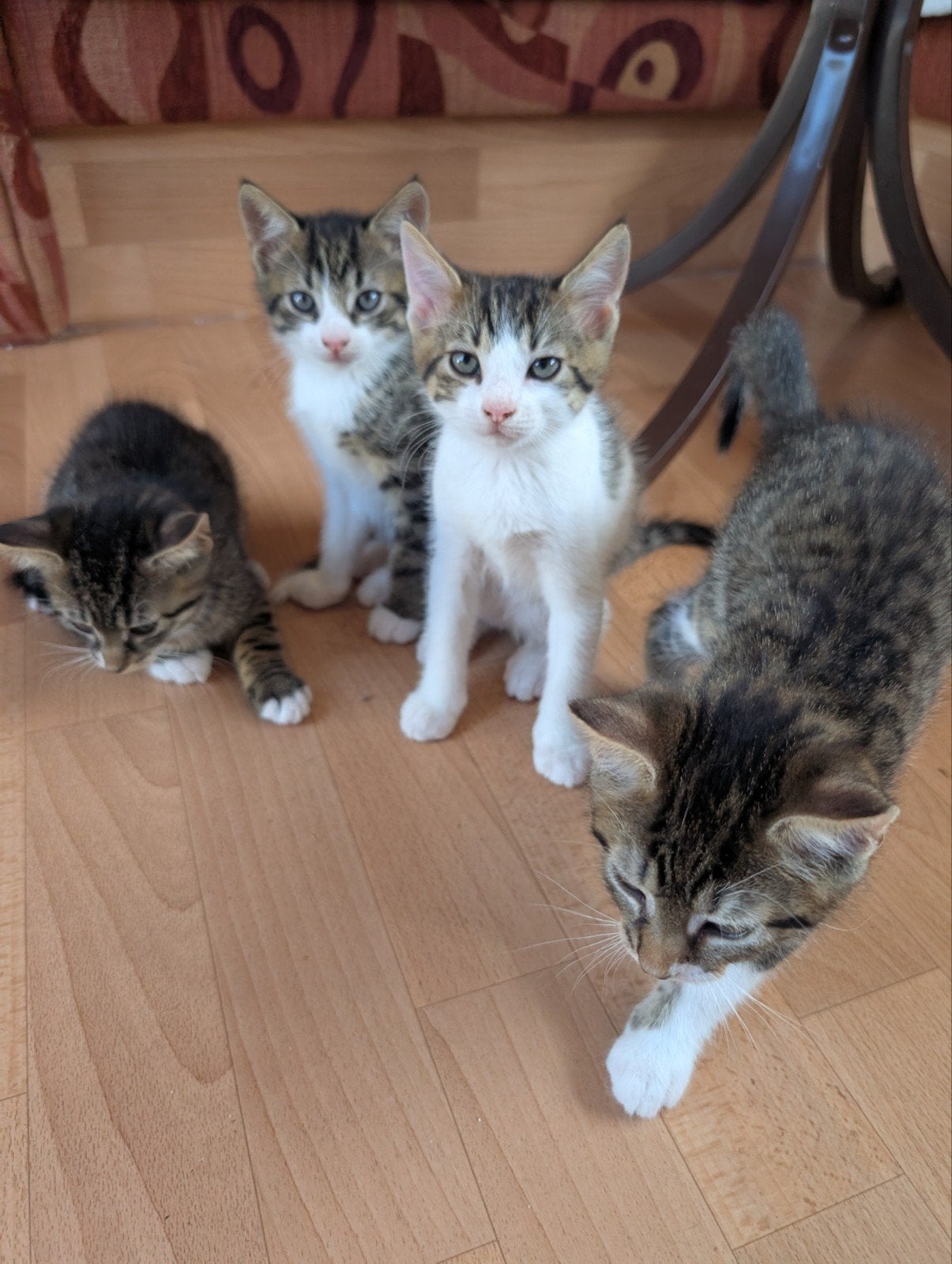 Vier prachtige kittens – Mogen vanaf 9 juli weg!, Dieren en Toebehoren