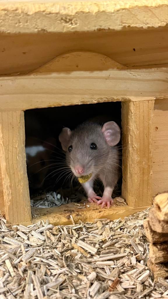 Ratten, Dieren en Toebehoren, Rat, Januari, Meerdere dieren, Tam
