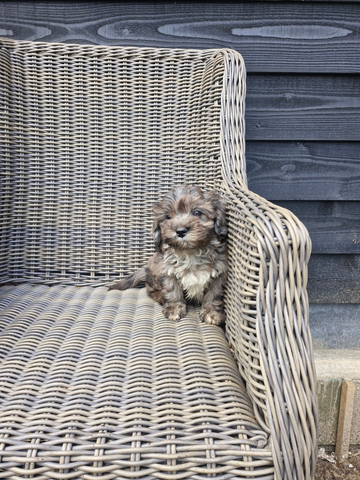 Boomer pups beertjes, Dieren en Toebehoren, Honden | Chihuahua's en Gezelschapshonden, Parvo, Overige rassen, 8 tot 15 weken, Meerdere