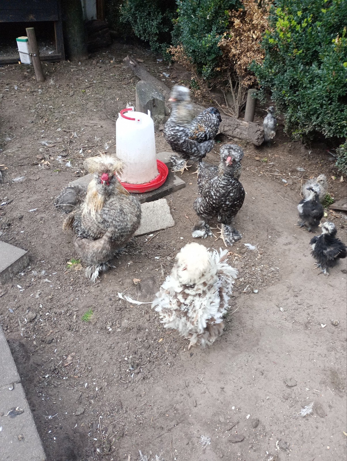 Zijdehoen USA kuikens, Meerdere dieren, Kip