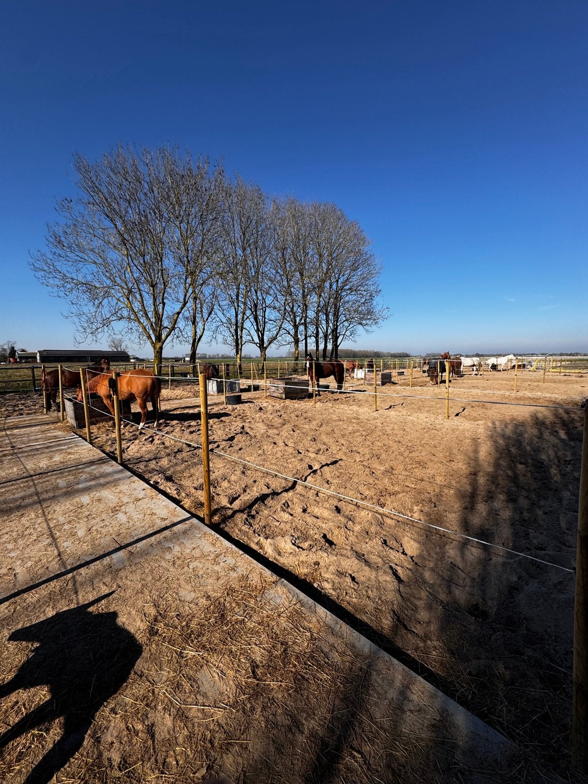 Stalling aangeboden, Dieren en Toebehoren, Weidegang